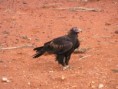 /album/fauna-flora/a06-eagle-jpg/